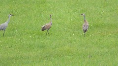 IAT; Ice Age Trail, wi; birds